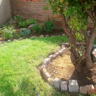 Malose's garden