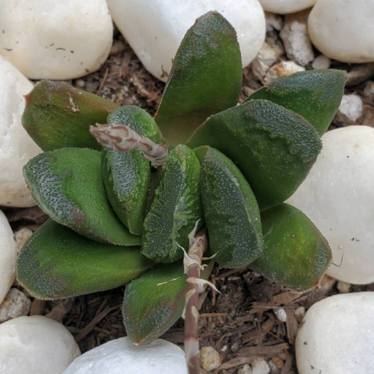 Plant image Haworthia truncata hybrid 'Black Coral'