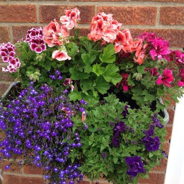 Pelargonium (Species) Sweet Scented Pelargonium