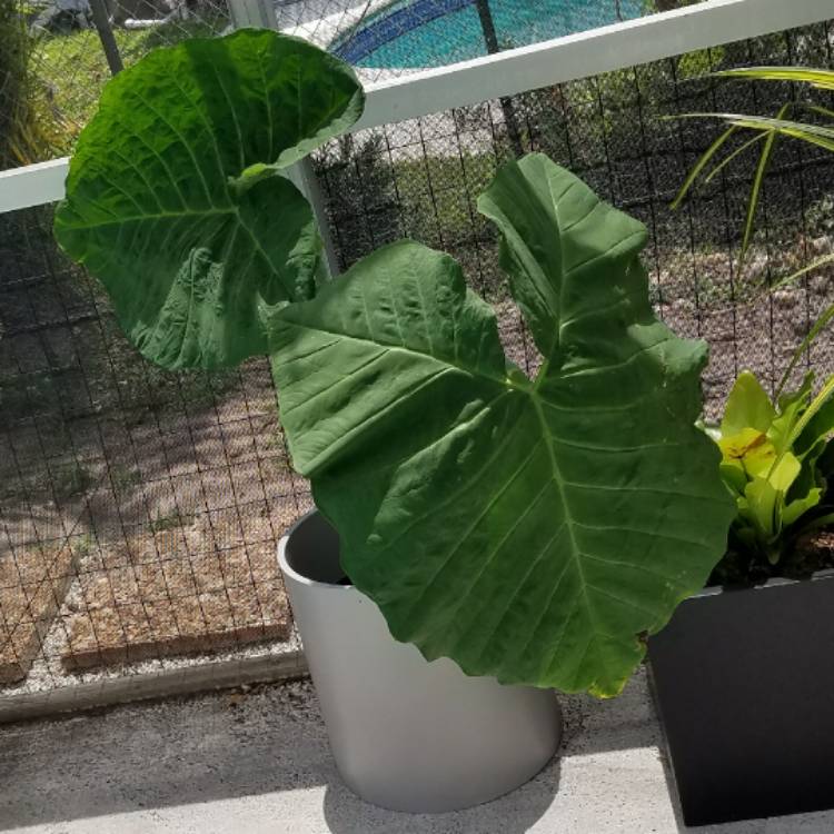Plant image Colocasia esculenta 'Burgundy Stem'
