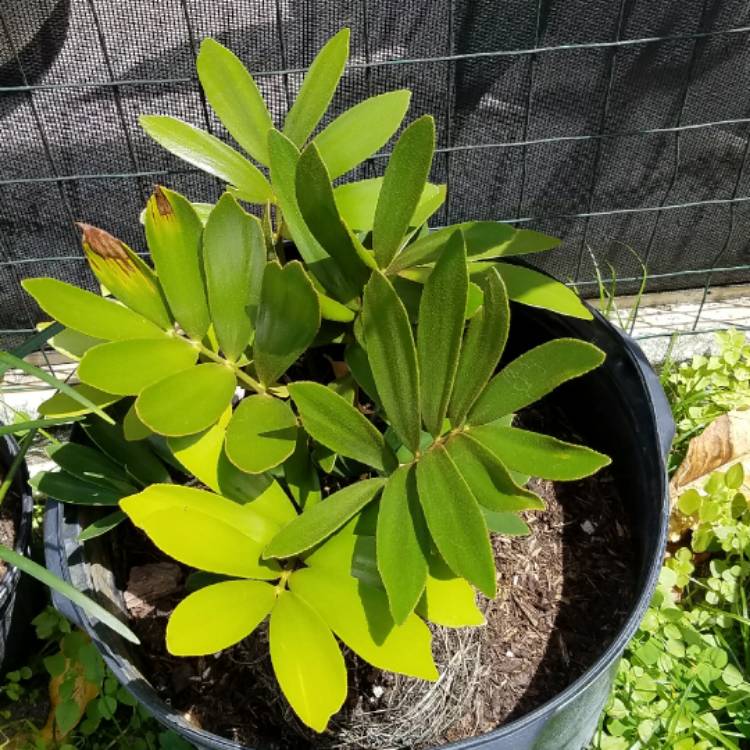 Plant image Zamia furfuracea