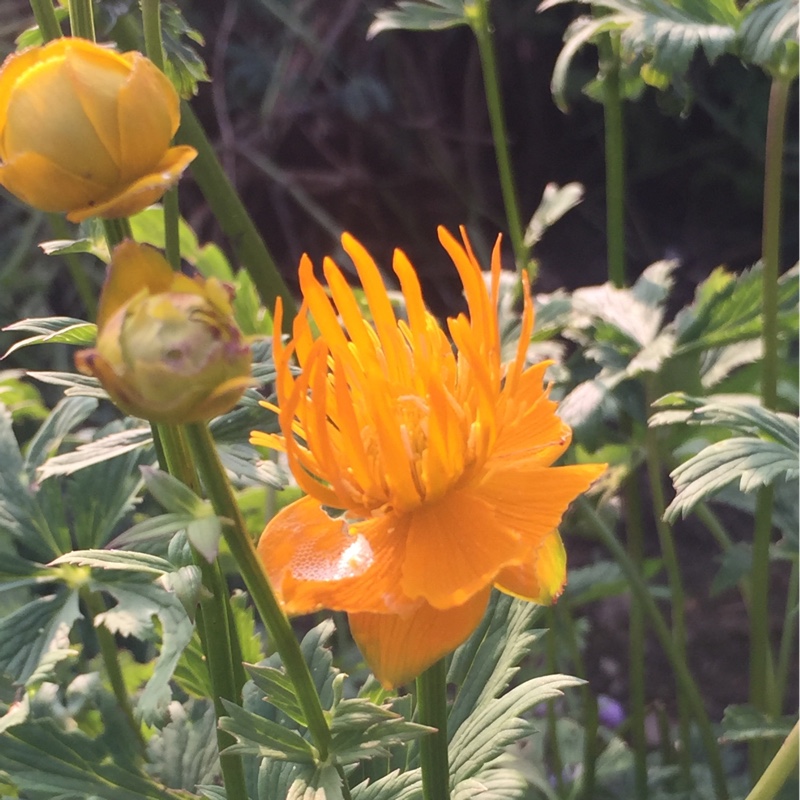 Plant image Trollius chinensis 'Golden Queen'