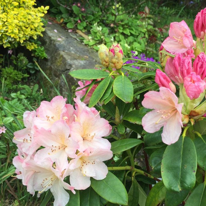 Plant image Rhododendron Degronianum subsp. 'Heptamerum'
