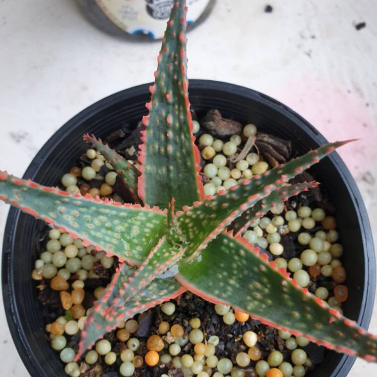 plant image 1223337