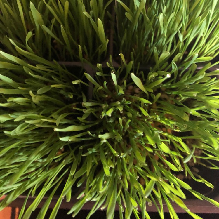 plant image 1094702