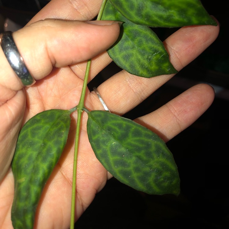 plant image 1118613