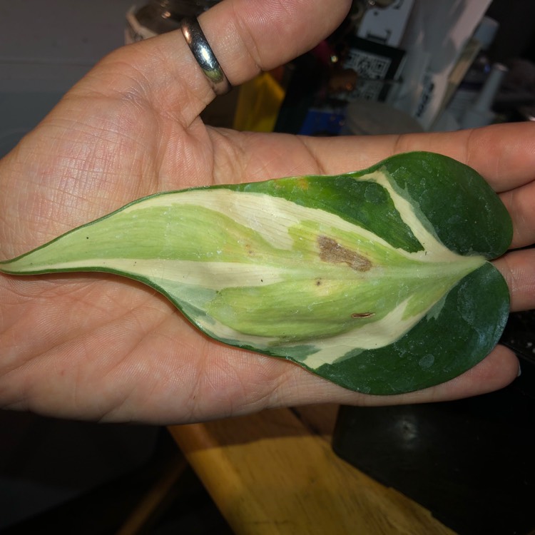 Plant image Philodendron 'White Princess'