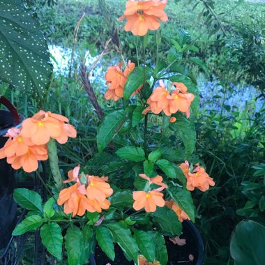 Crossandra infundibuliformis 'Orange Marmalade'