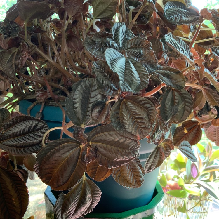 Plant image Pilea involucrata 'Norfolk'