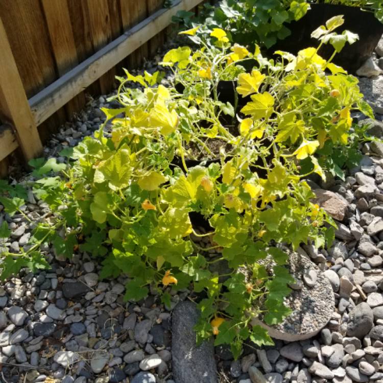 Plant image Cucurbita pepo 'Jack Be Little'