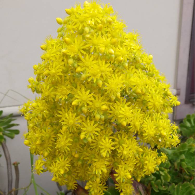 Plant image Aeonium Undulatum