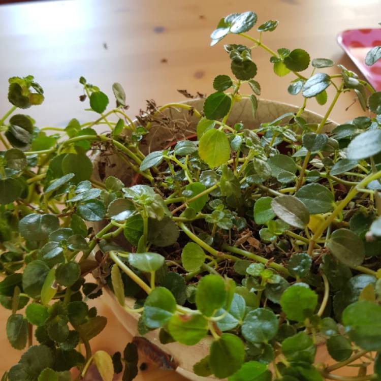 Plant image Pilea Depressa 'Baby Tears'