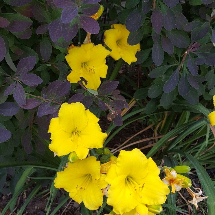 plant image 141410