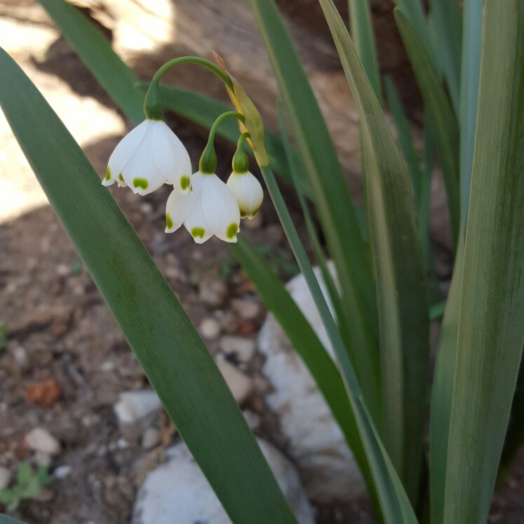 plant image 148875 plant image 148875