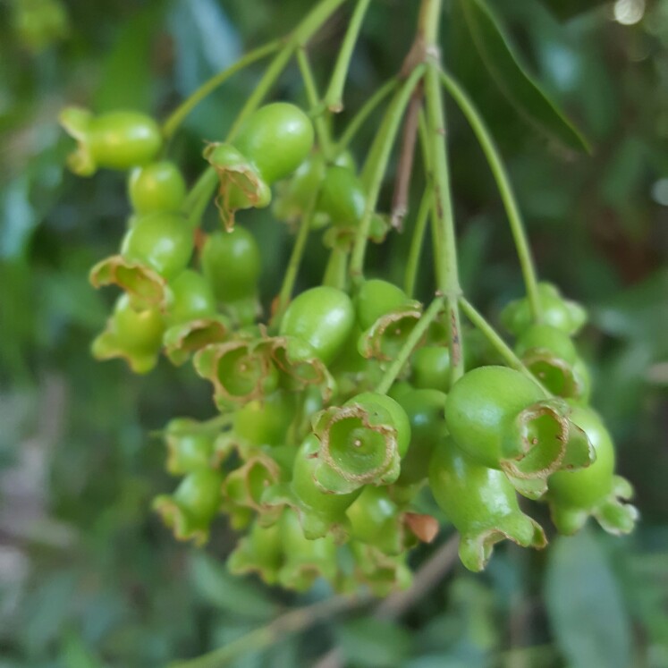 Plant image Syzygium smithii