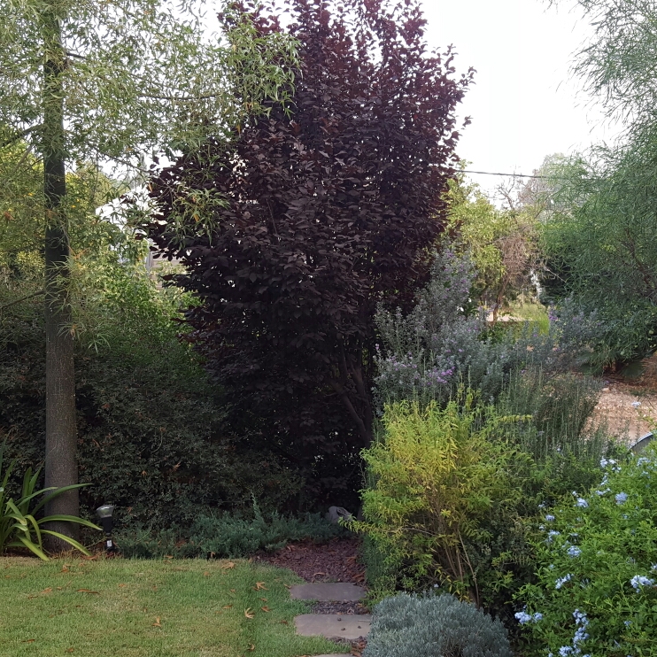 Plant image Prunus cerasifera 'Pissardii Nigra'