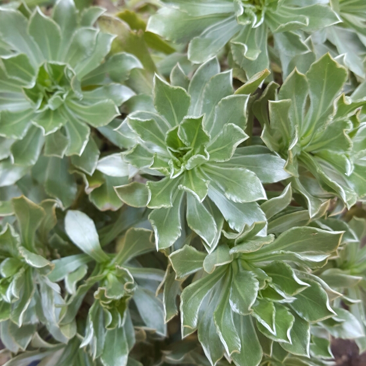 plant image 203558