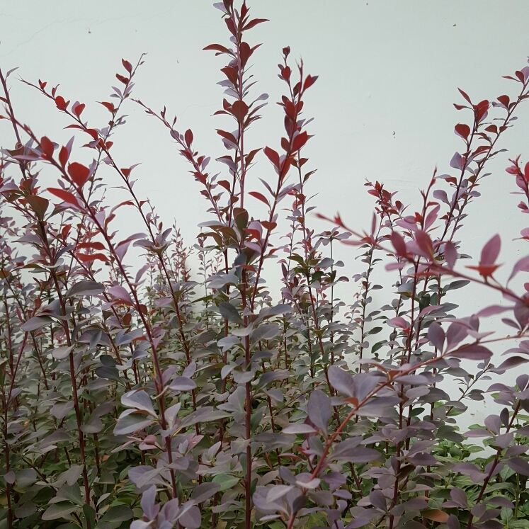plant image 210232