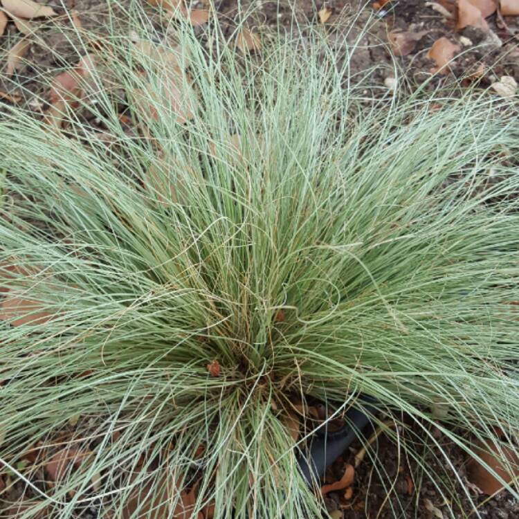 Plant image Carex comans 'Frosted Curls'
