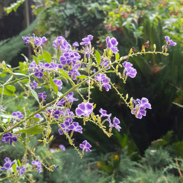 Plant image Duranta repens 'Geisha Girl'