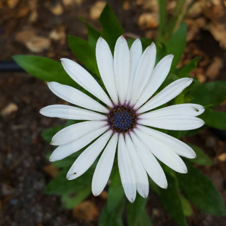 plant image 276663 plant image 276663