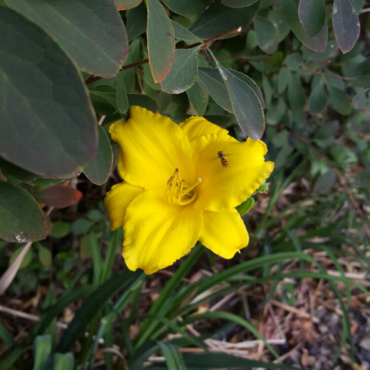 plant image 278378