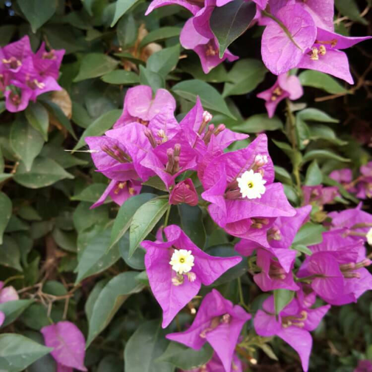 Plant image Bougainvillea spectabilis
