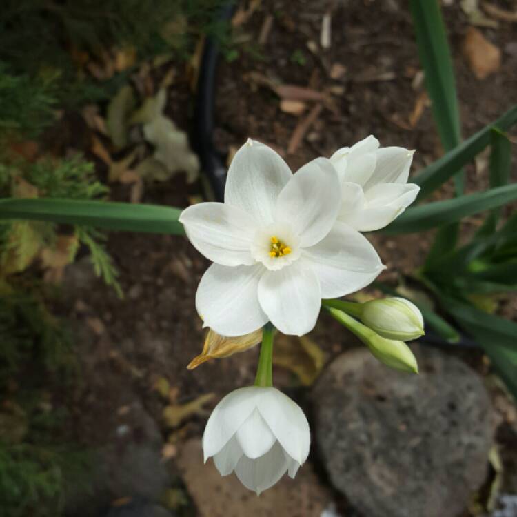 Plant image Narcissus papyraceus 'Galilee' syn. Narcissus 'Galil', Narcissus 'Galille'