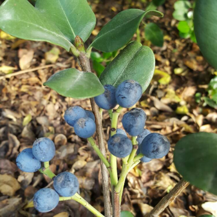 plant image 291673