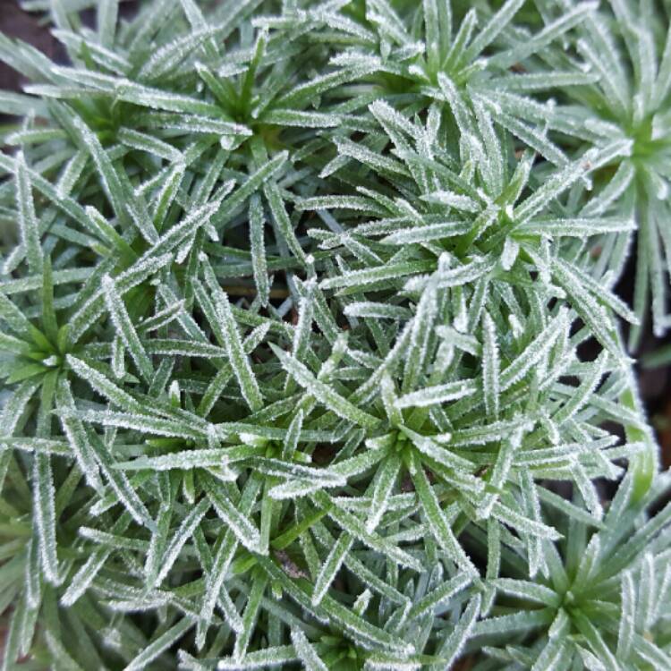Plant image Armeria Caespitosa