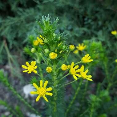 Euryops Virgineus