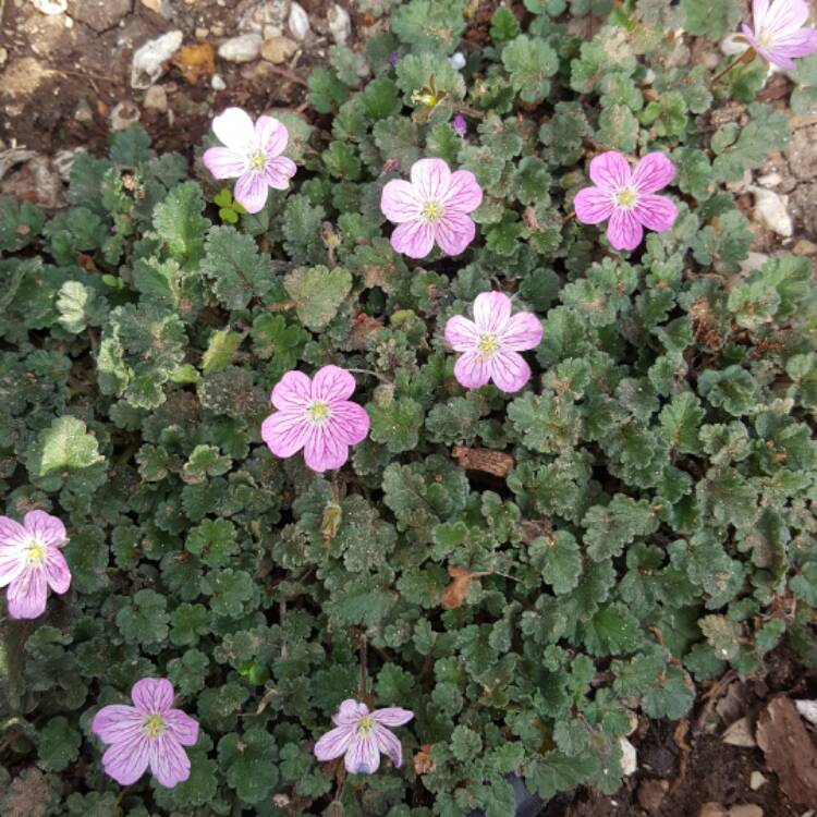 Plant image Erodium reichardii