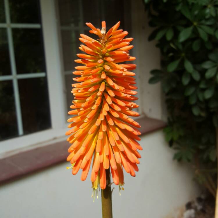 plant image 335216