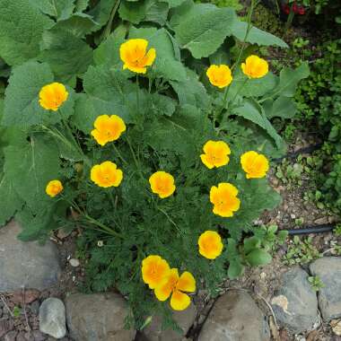 Eschscholzia californica