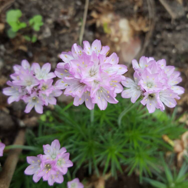 plant image 343407