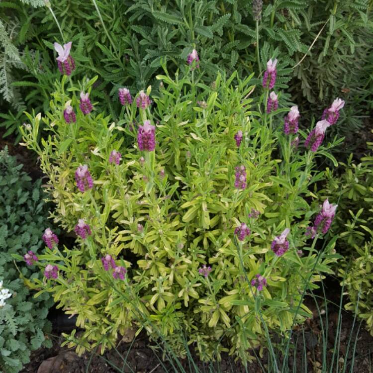 plant image 352326 plant image 352326