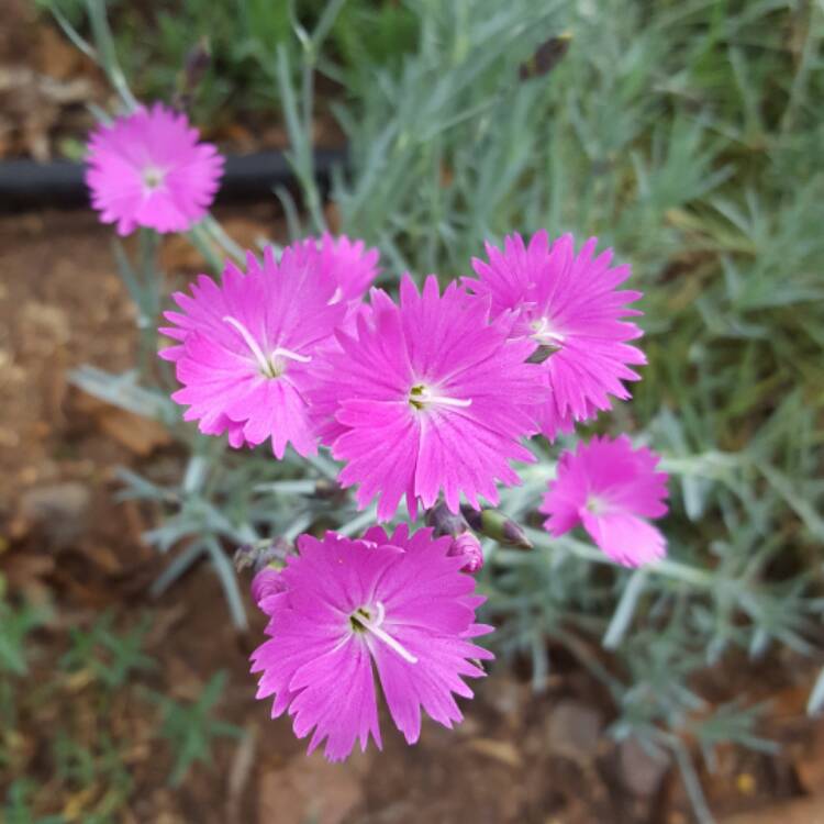 plant image 353632