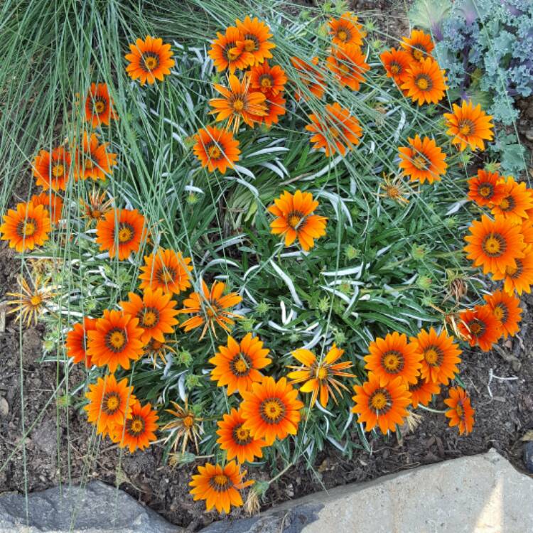 Plant image Gazania krebsiana 'Hantamberg Orange'