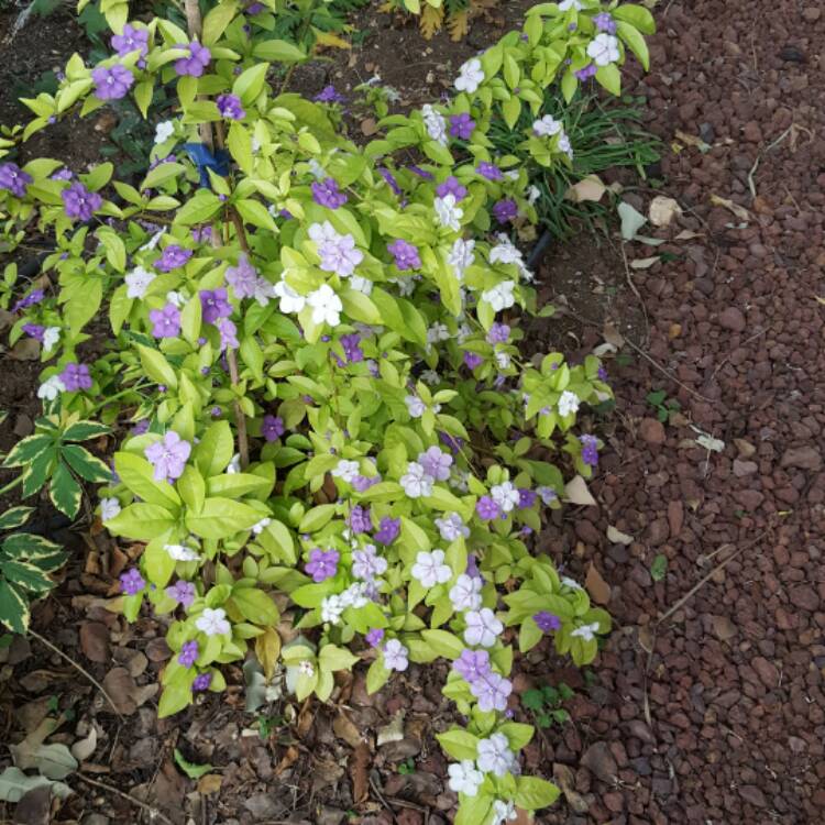 plant image 373076