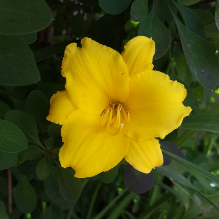 plant image 377452