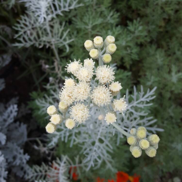 plant image 380238