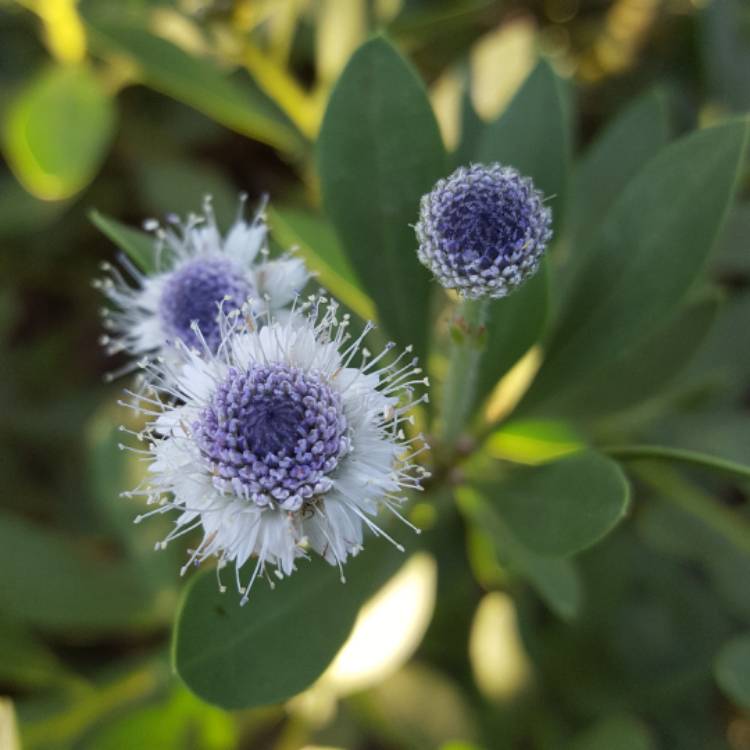 plant image 461386