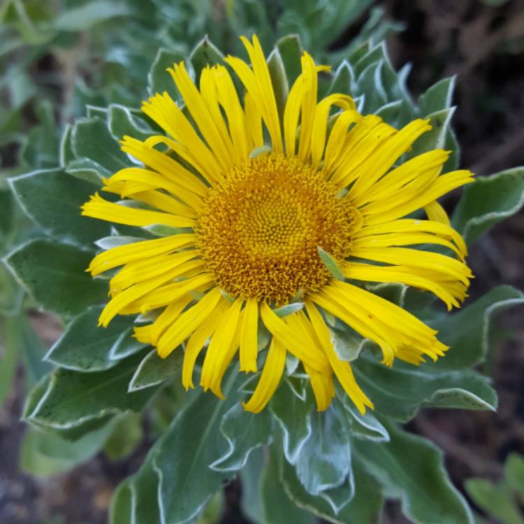 plant image 463323