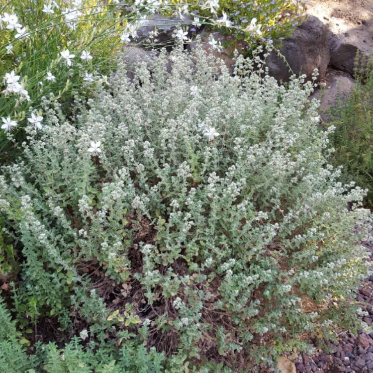 plant image 466023