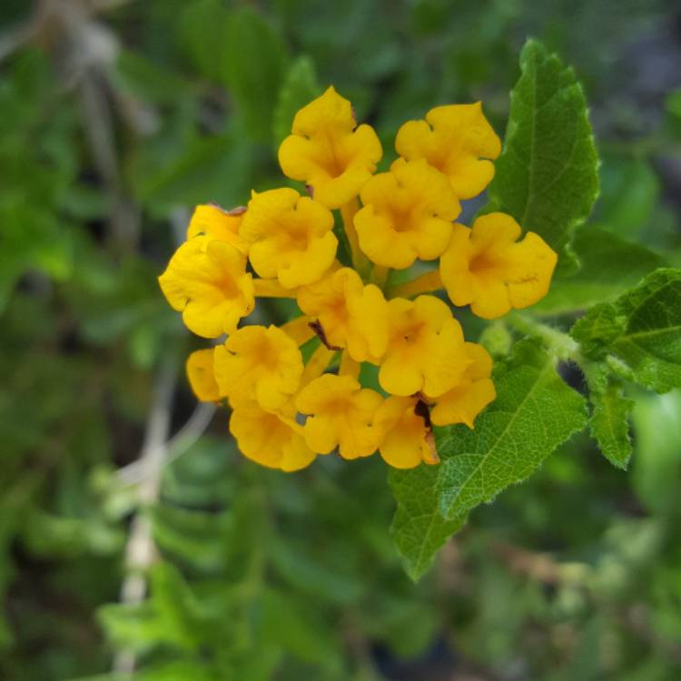 Plant image Lantana Montevidensis
