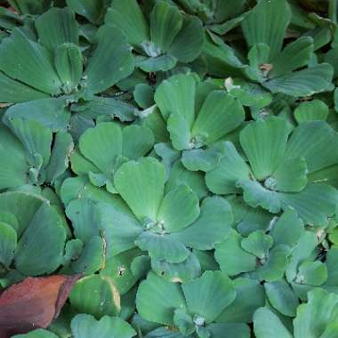 Pistia Stratiotes