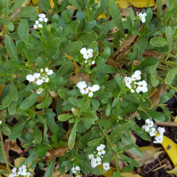 plant image 582881