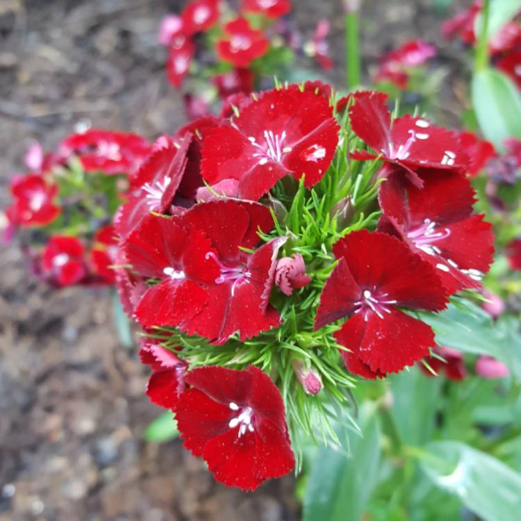 Plant image Dianthus barbatus 'Sweet™ Black Cherry'