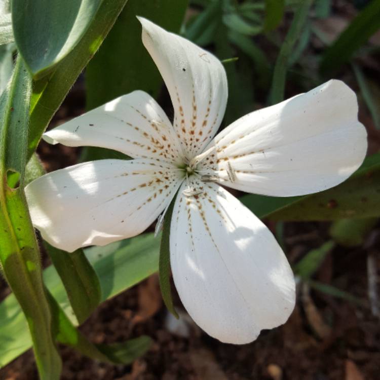 plant image 608946