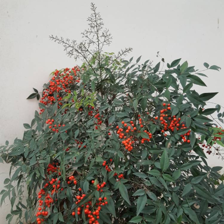 plant image 611506